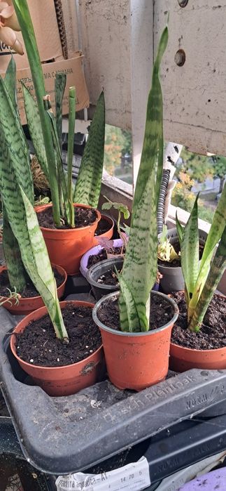 сансевиера (Sansevieria), известно още като змийско растение или свекъ