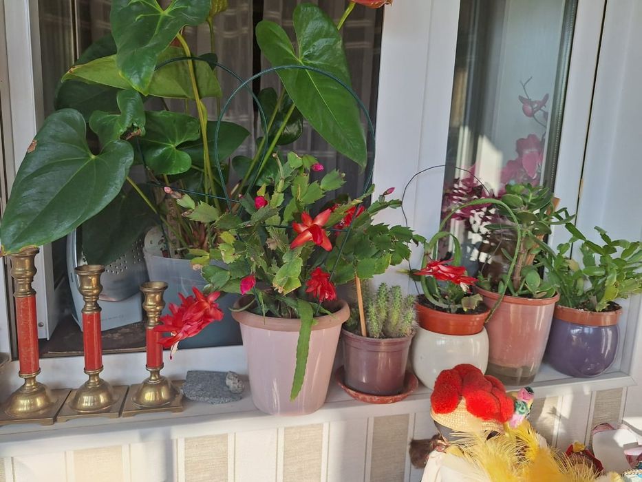 Декабристы цветы