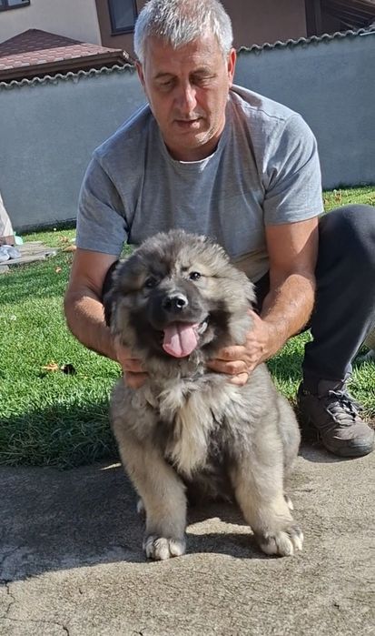 Кавказка Овчарка