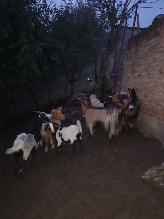 Vand sau schimb cu vaca, 5capre si 5 iedite