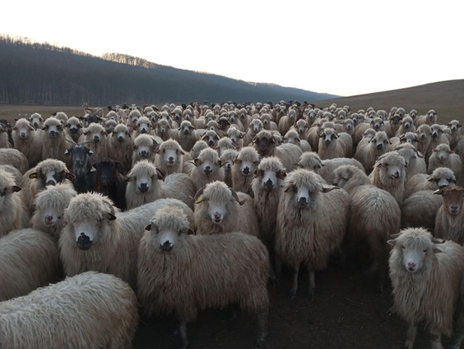 Vând oi și capre productive si tinere