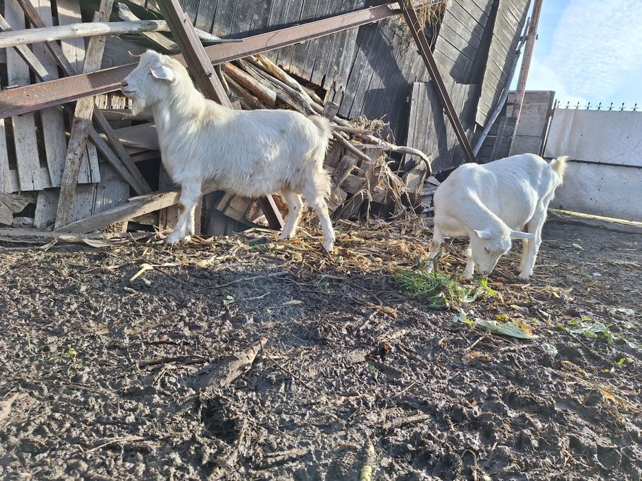 Vand țap sut genetic