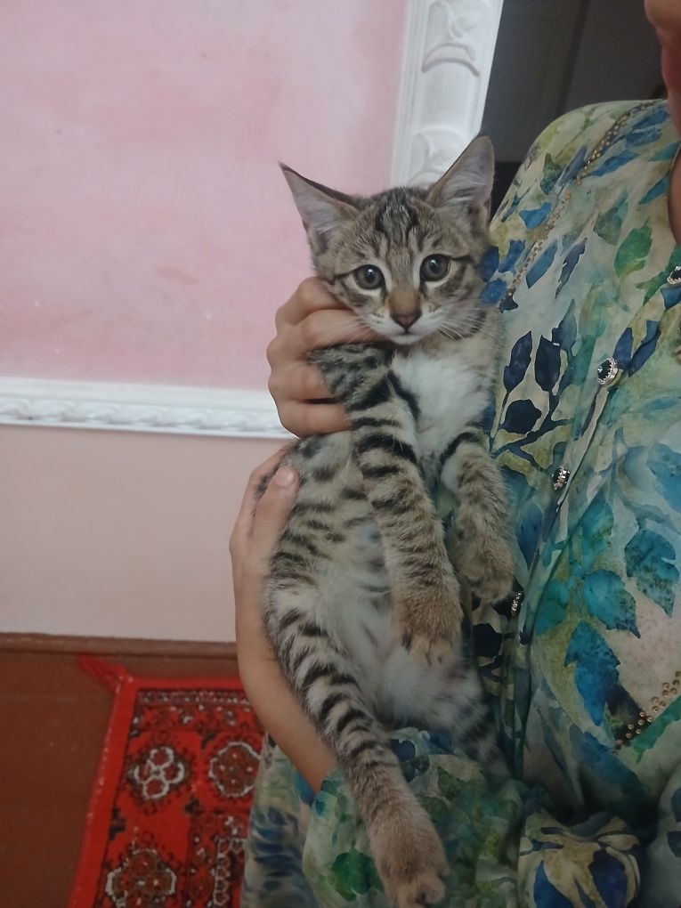 Uy mushuki bor aqilli