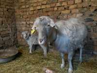 Ешкі лағымен екінші тума коза с козленком молоко 1,5-2 литра