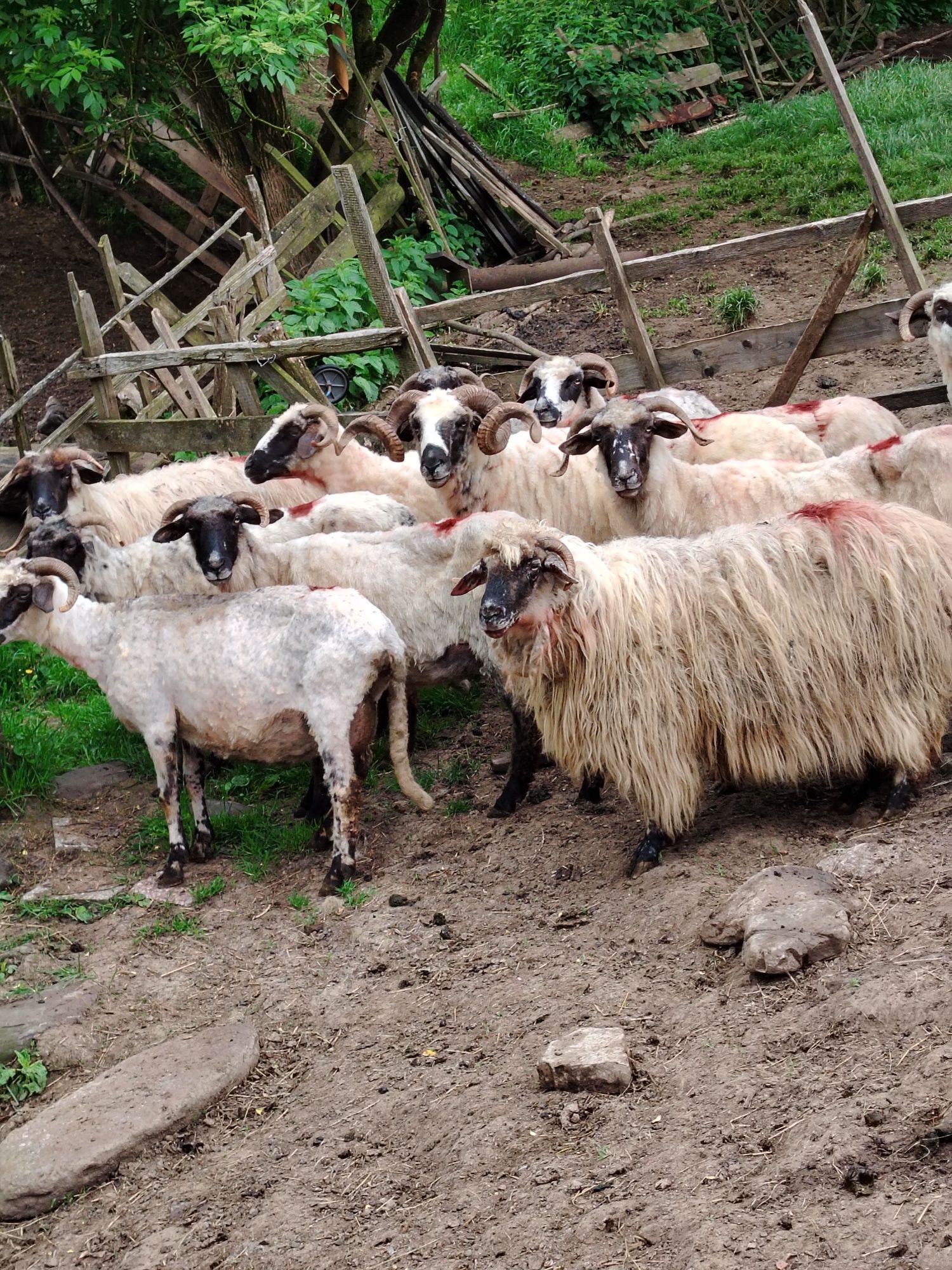 Vând 10 oi cu lapte și un berbec.