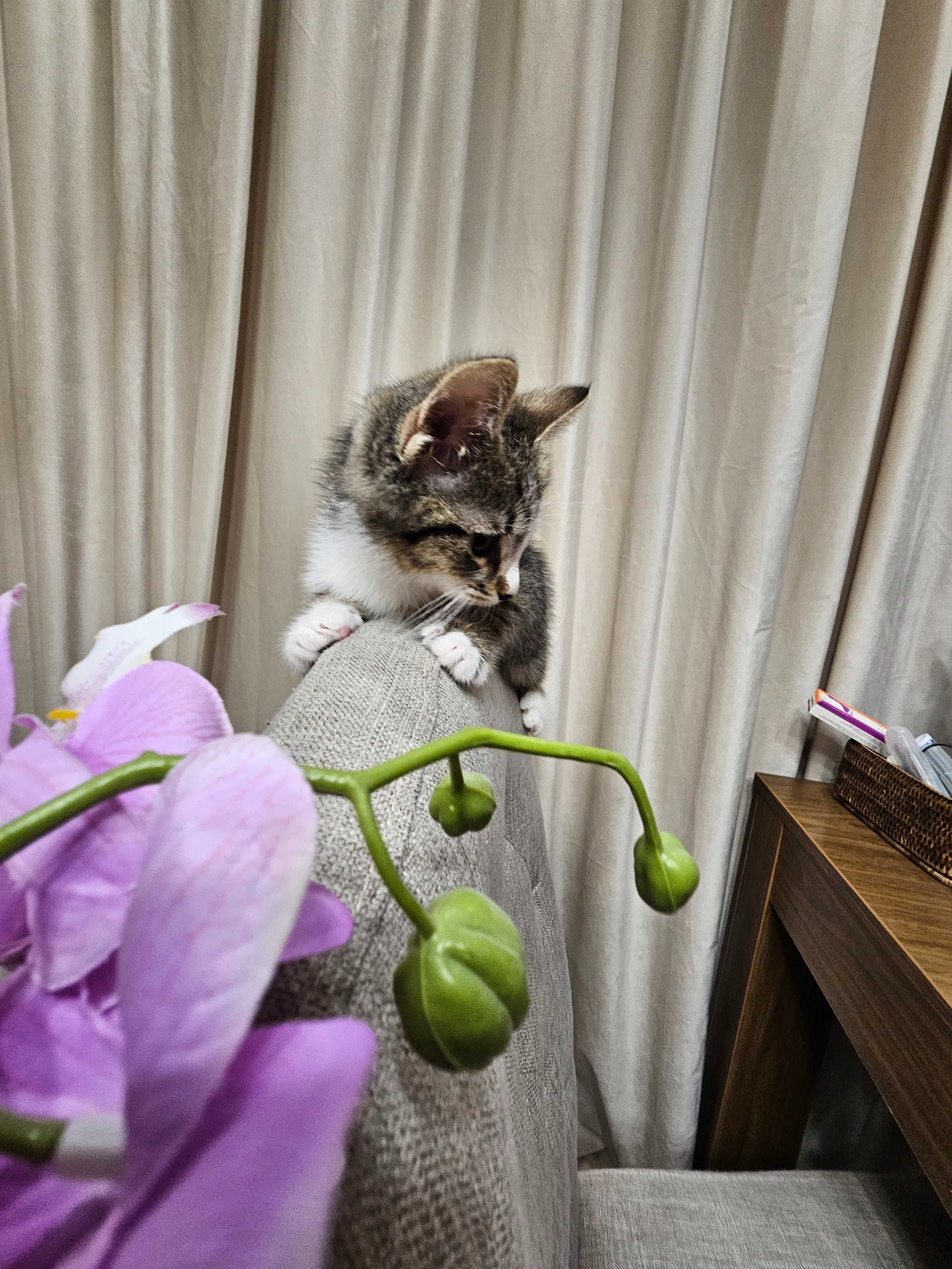 Женско коте/Female kitten