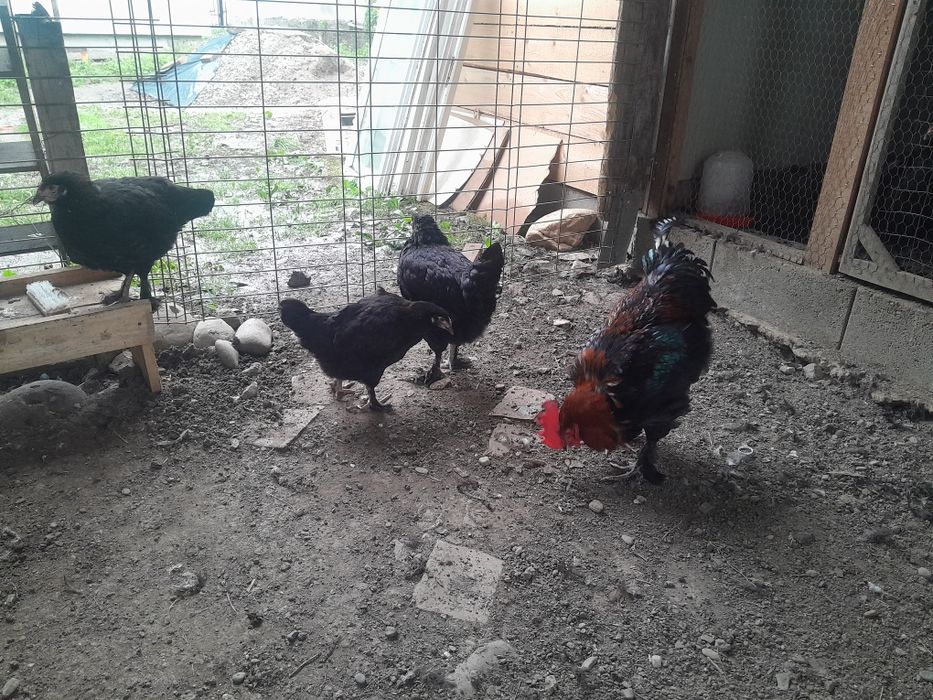 2 familii Marans