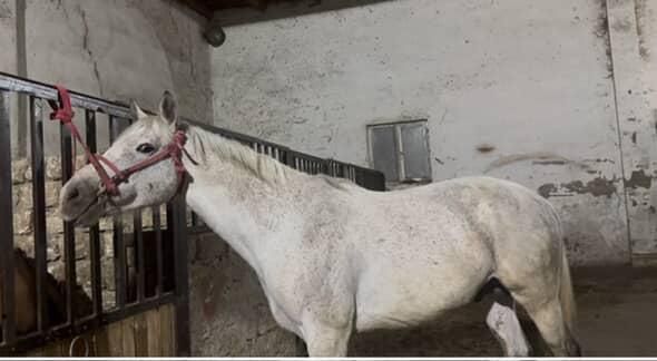 Асыл тұқымды англо-буден айғыр бул ат сатылмайд бие токтатып беремиз