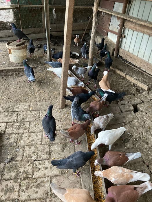 Porumbei germani de vânzare