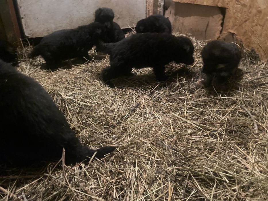 Продам щенков немецкая овчарка