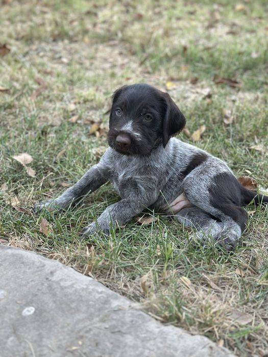 Продается  Немецкий Дратхаар