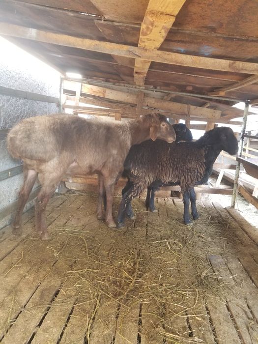 2ta barra 1ta shishak quchqor zotga zur sariq