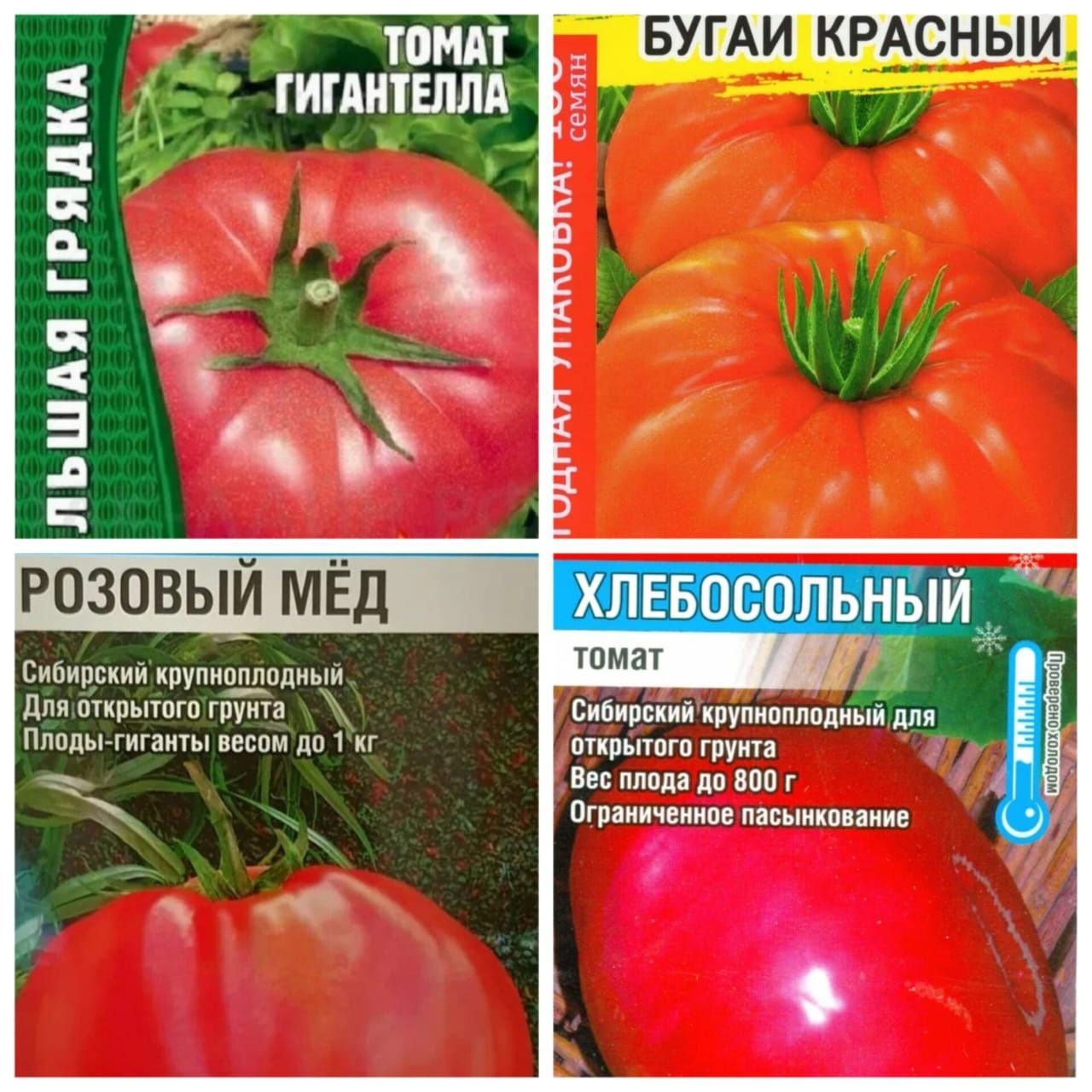 Рассада  томатов