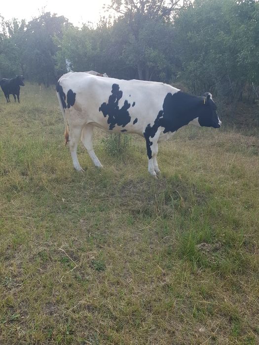 Продам телку Голштеинской породы