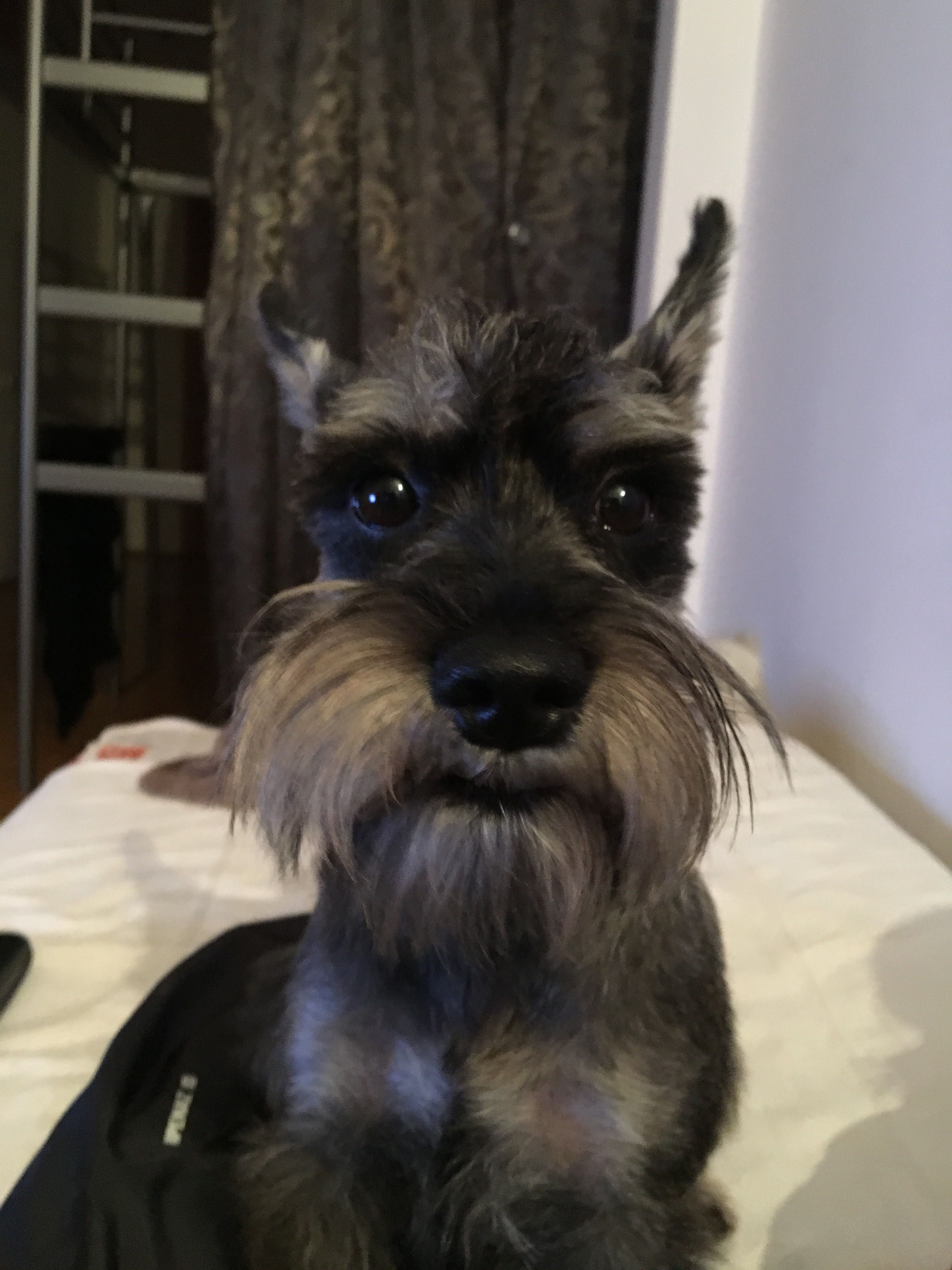 Schnauzer mic sare & piper pt adoptie — ascultator si vesel
