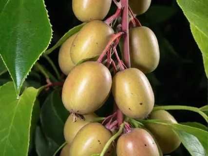 Саженцы Актинидия Вейки