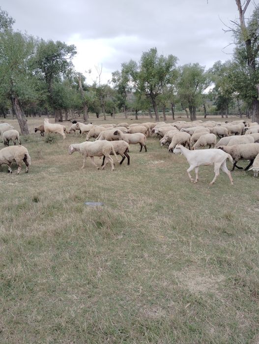 Vând 170 de oi și 50 de capre.