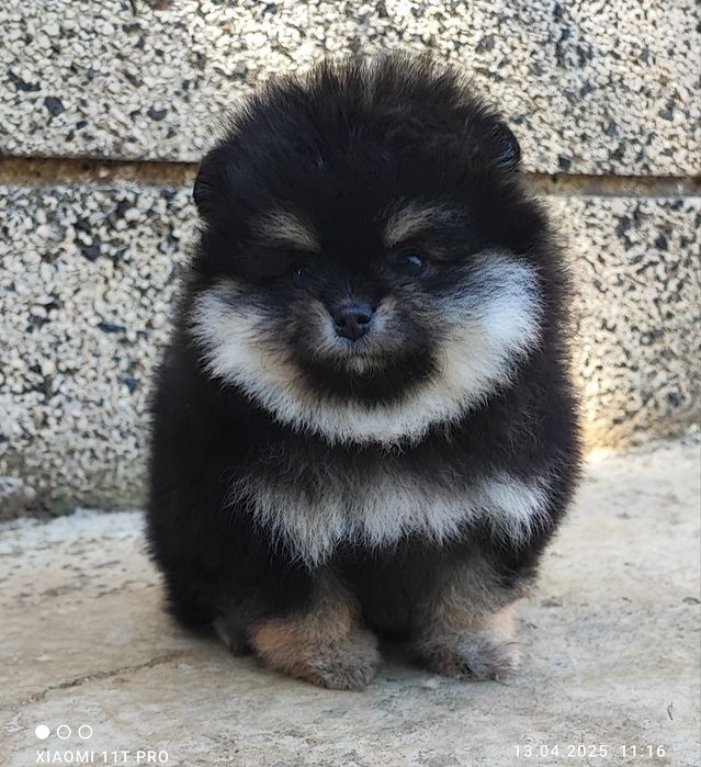 Померан померанче