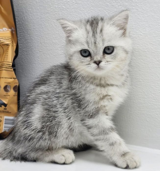 Котик и кошечка шотландские прямоухие