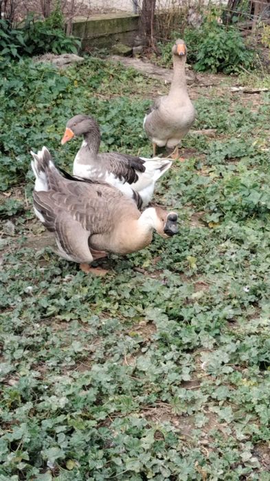 Vând gâște tinere