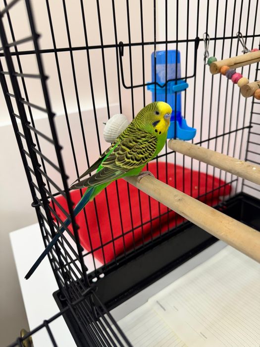 Продам попугая волнистого,породистого