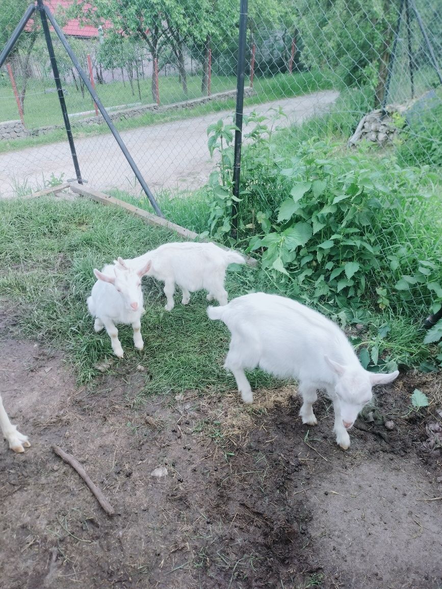 Vad ied (tapisor) sut din tripleți din capra de 5 l lapte