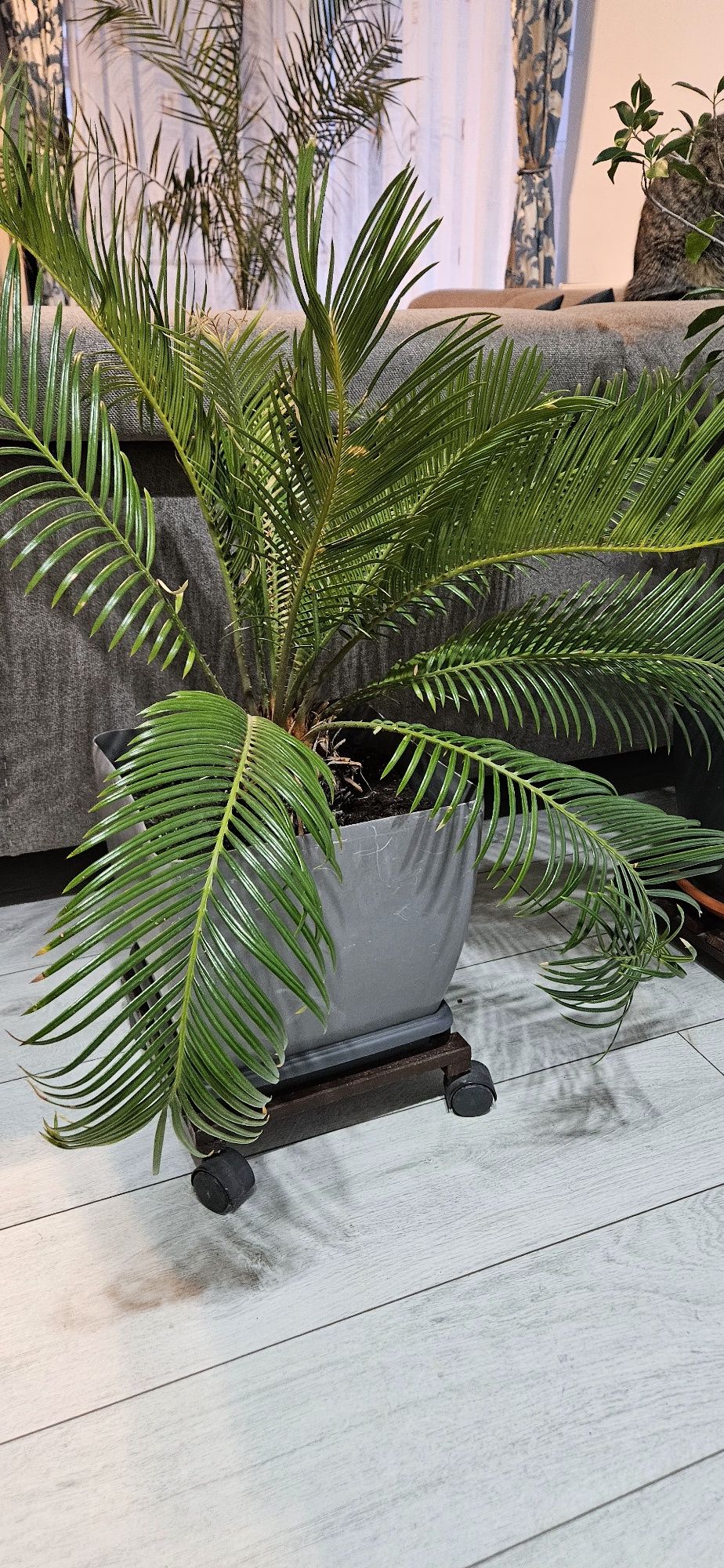 Plante ornamentale naturale