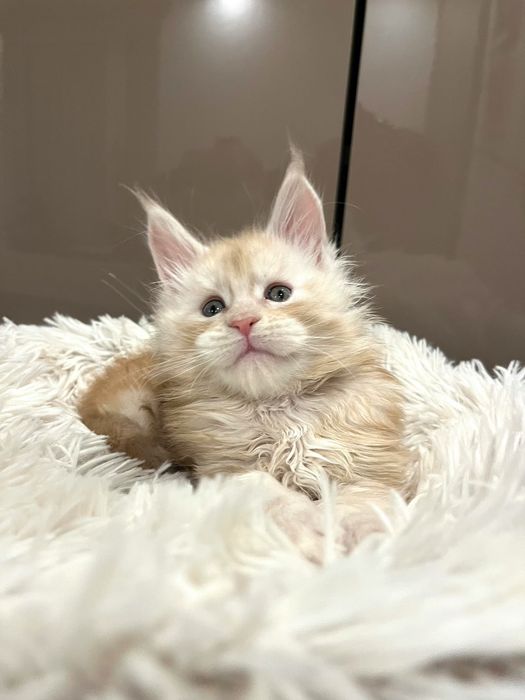 Baietel Maine Coon PEDIGREE Felisa