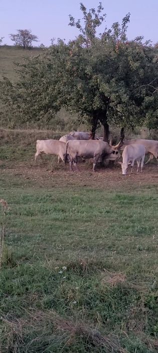 Sură de stepă Vițele și juninci disponibile