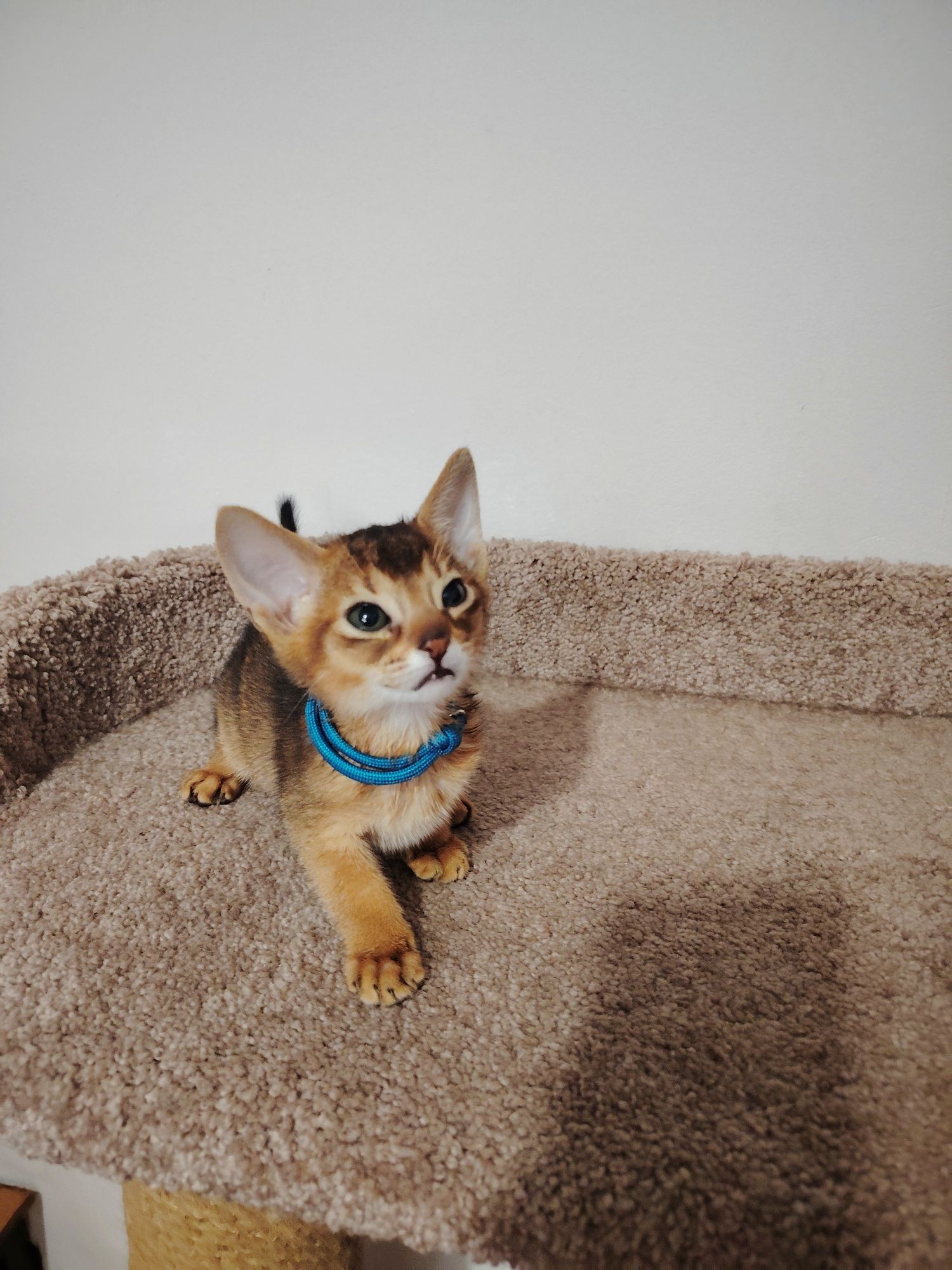 Абиссинский котенок