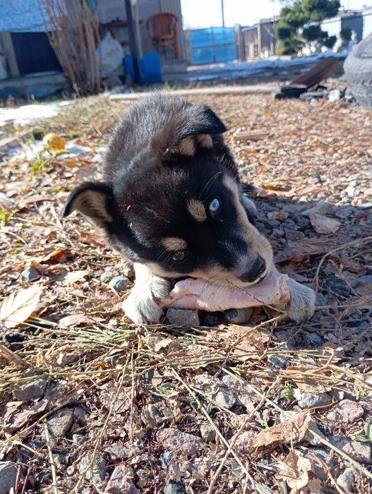 Отдам щенка в добрые руки