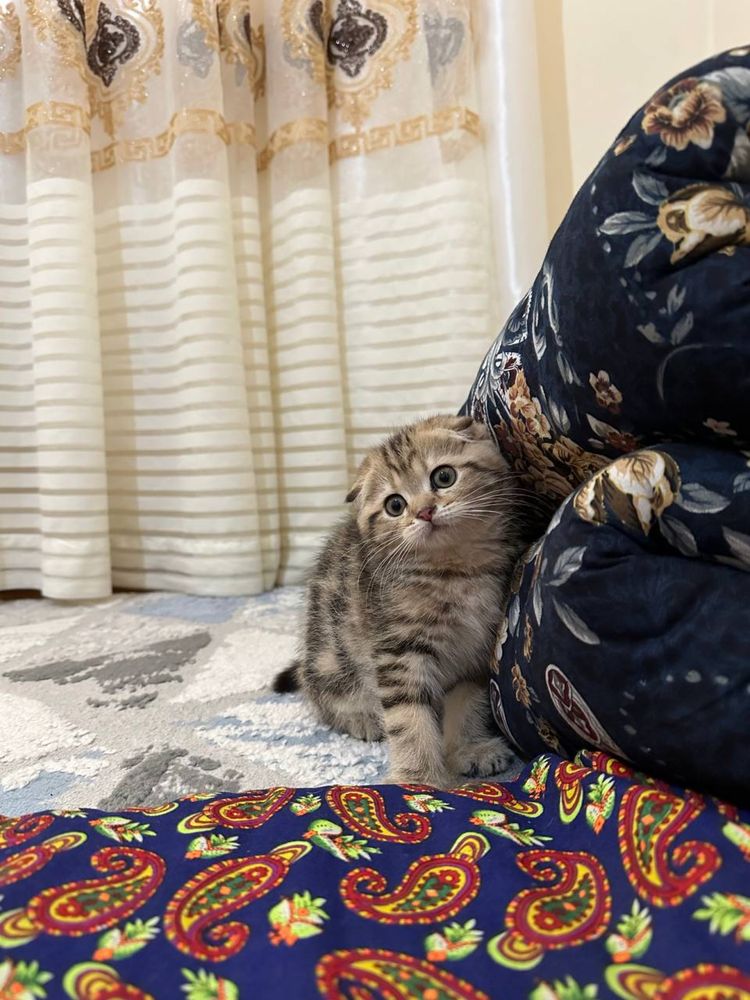 Британский мушик сотилади