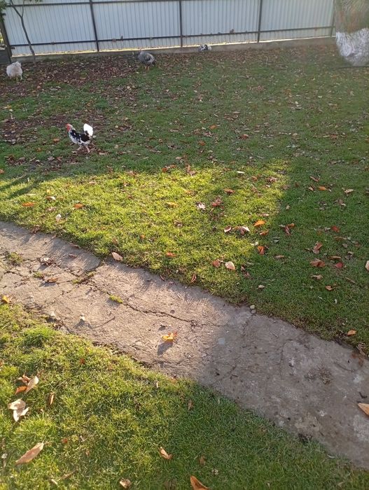 Vând cocoș american