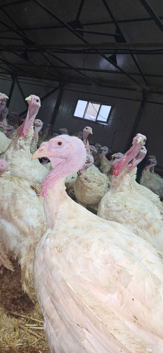 Vind  curcani pentru Crăciun