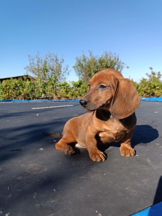 Catel teckel dachshund