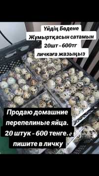 Домашние Перепелиные яйца 20шт - 600тг