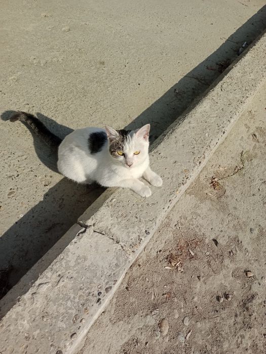 Котята,мальчики,девочки,1,5-4месяца