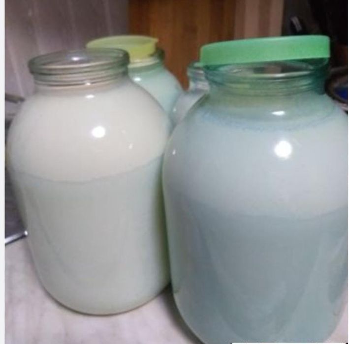 Домашняя молокок