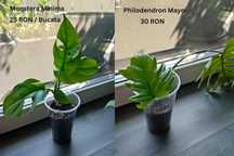 Plante de apartament