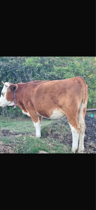 Manzata  1 an si 10 luni