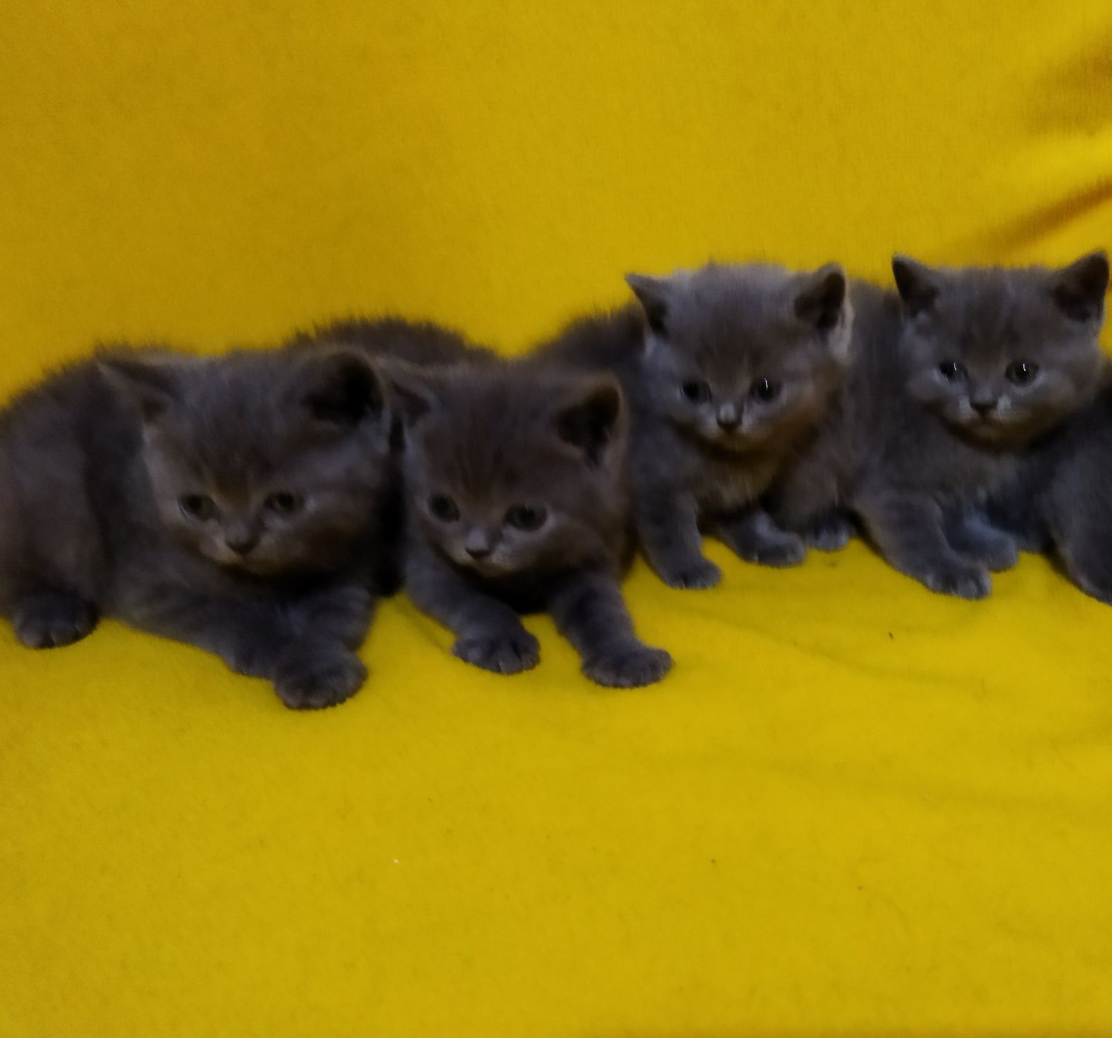 Британски котета !