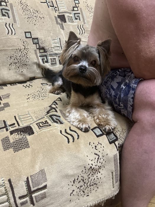 Вязка мини -Йорк мальчик ищет невесту