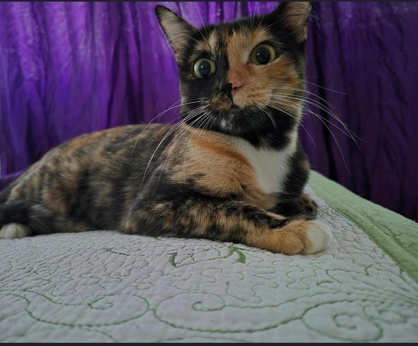 Pisicuța spre adoptie