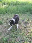Border Collie spre adoptie