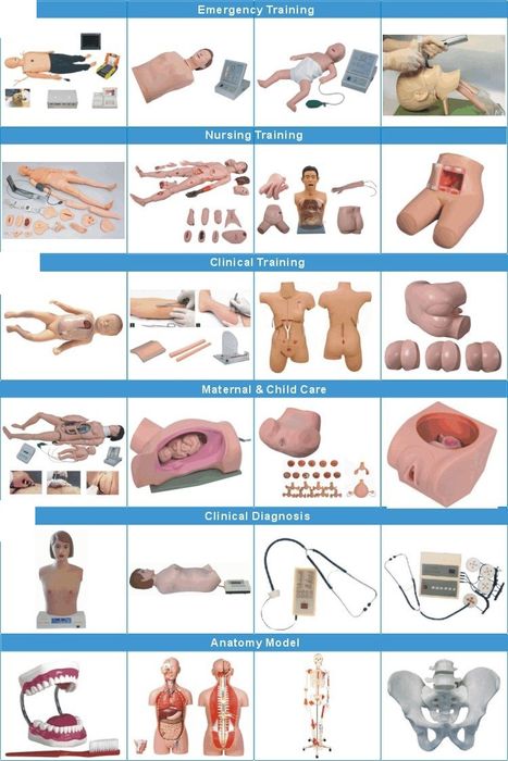 Тренажёр анатомические модели человека Торс слр приём геймлиха