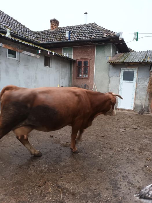 Vand vaca gestanta