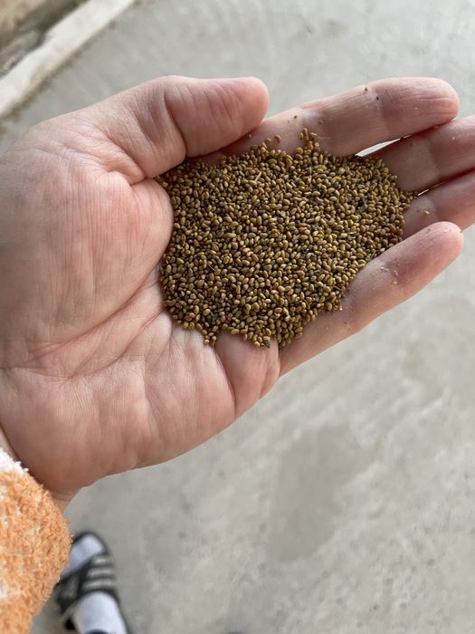 Семена клевера