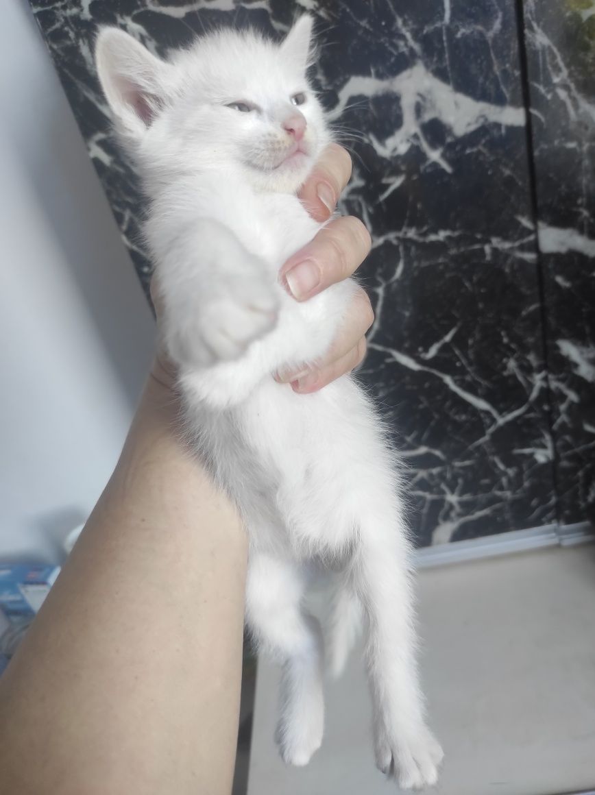 Отдам котят в хорошие руки!