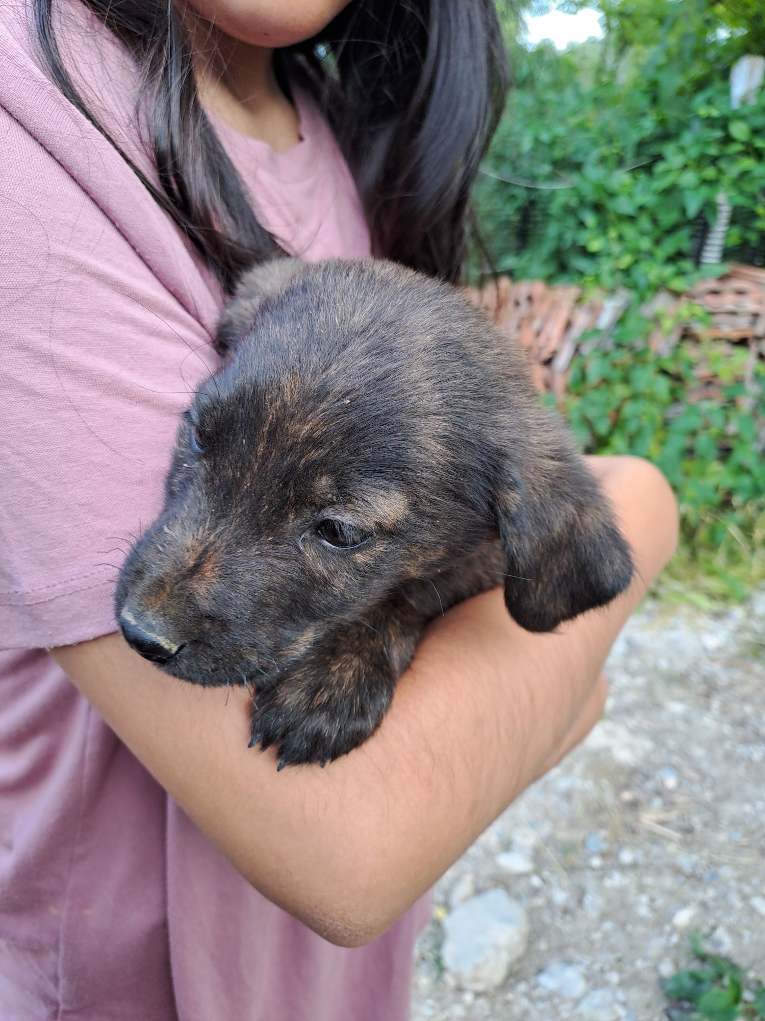 Donez căței,  mama in ultima poza