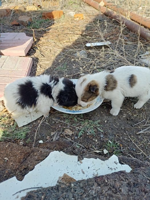 Отдам в добрые руки